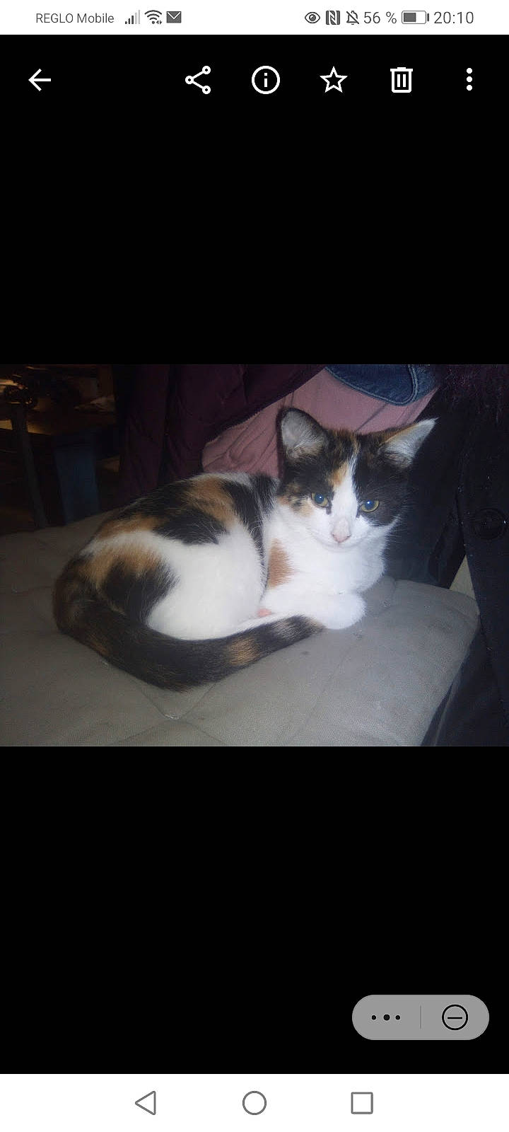 Princesse participe au concours pour gagner de l'argent avec cette photo : box, carnivore, cat, cloud, comfort, darkness, domestic_short_haired_cat, felidae, foot, fur, night, paw, photo_caption, sky, small_to_medium_sized_cats, square, tail, tree, whiskers, wood