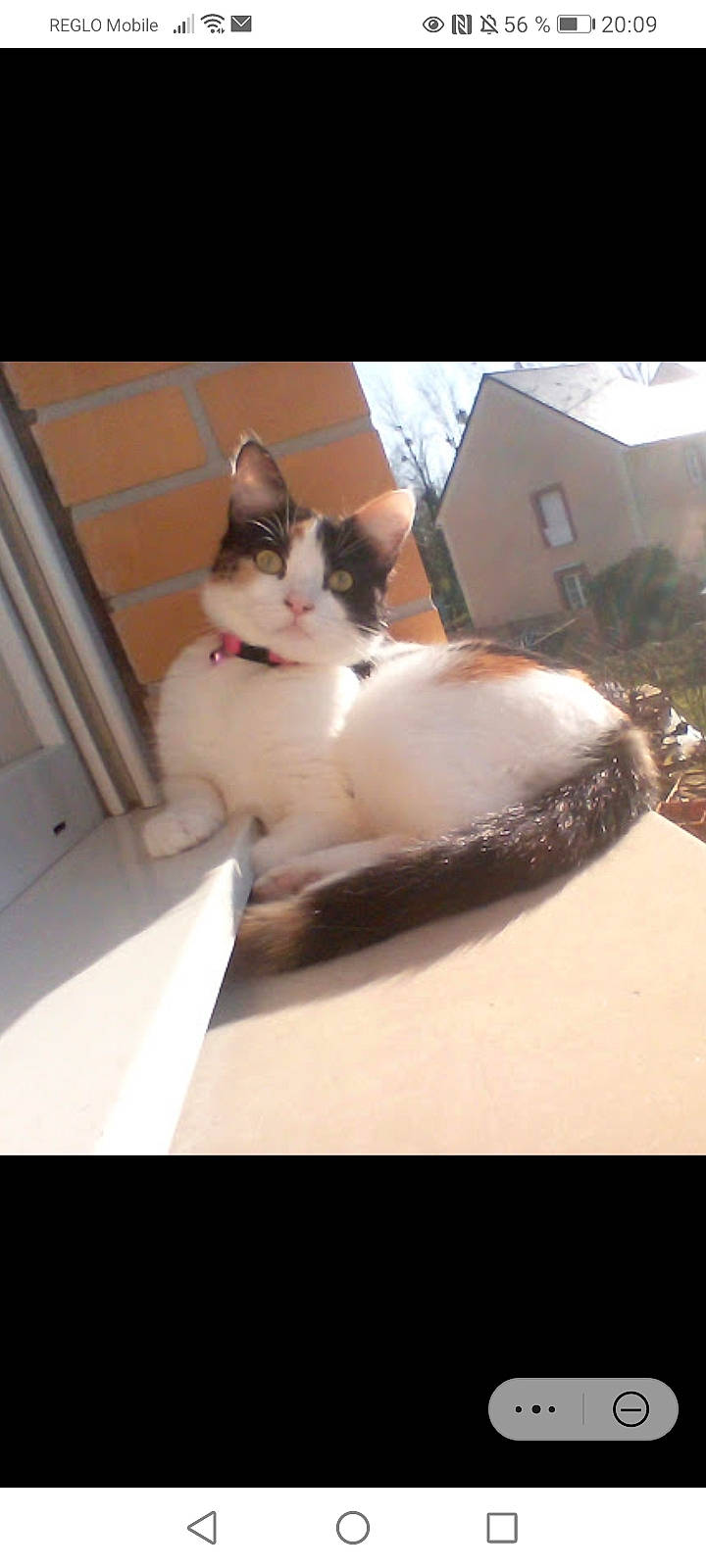 Princesse a rejoint le concours — aidez-le/la à gagner de superbes lots ! box, carnivore, cat, comfort, domestic_short_haired_cat, fawn, felidae, foot, fur, human_leg, lap, paw, plant, small_to_medium_sized_cats, snout, tail, tree, whiskers, window, wood