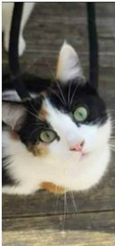 Princesse participe au concours pour gagner de l'argent avec cette photo : carnivore, cat, domestic_short_haired_cat, eye, felidae, fur, hair, paw, photo_caption, rectangle, small_to_medium_sized_cats, square, tail, terrestrial_animal, whiskers