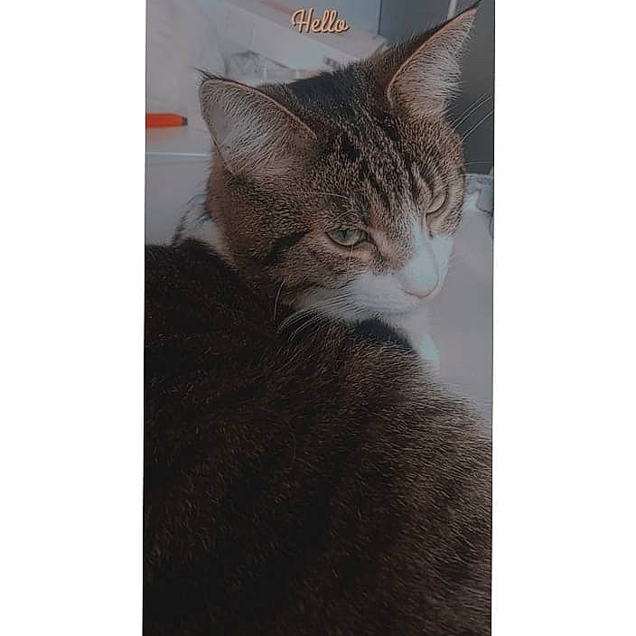 Pikachu participe au concours pour gagner de l'argent avec cette photo : carnivore, cat, comfort, domestic_short_haired_cat, ear, felidae, fur, gesture, paw, selfie, small_to_medium_sized_cats, snout, tail, tree, whiskers, window