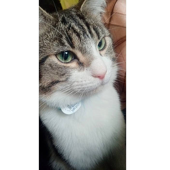 Pikachu participe au concours pour gagner de l'argent avec cette photo : art, carnivore, cat, domestic_short_haired_cat, eye, felidae, fur, metal, paw, selfie, small_to_medium_sized_cats, snout, terrestrial_animal, whiskers, window