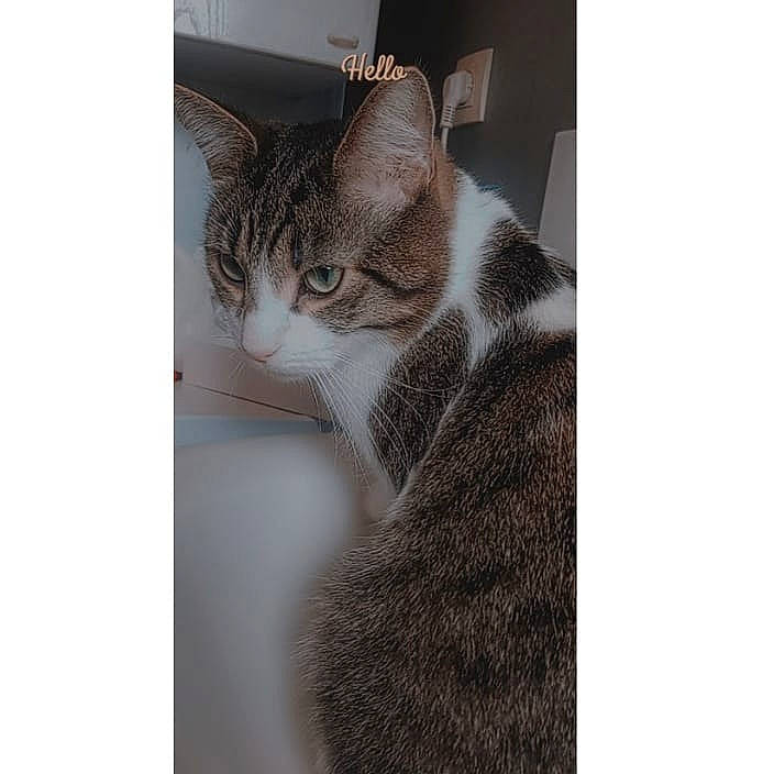 Pikachu a rejoint le concours — aidez-le/la à gagner de superbes lots ! carnivore, cat, comfort, domestic_short_haired_cat, felidae, fur, grey, metal, paw, rectangle, small_to_medium_sized_cats, square, tail, tree, whiskers