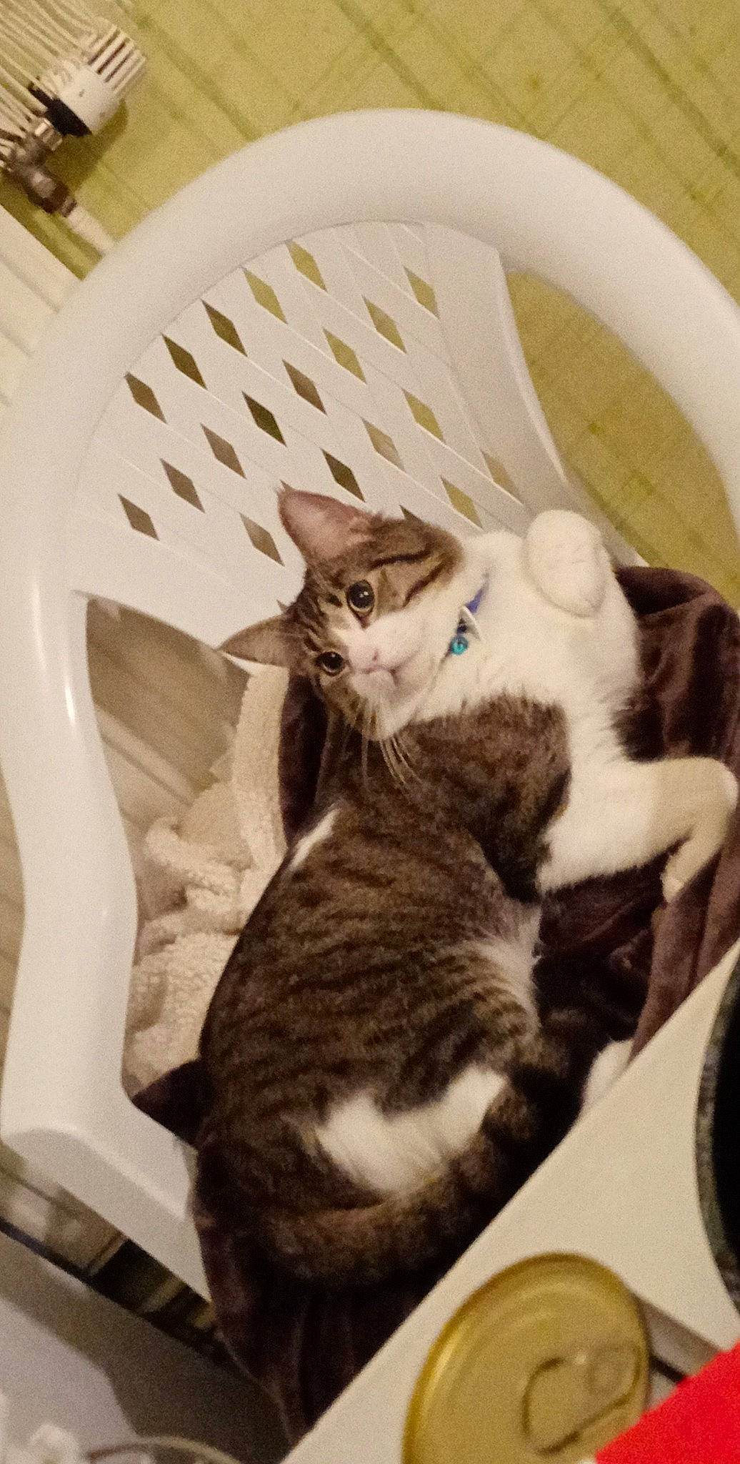 Pikachu participe au concours pour gagner de l'argent avec cette photo : carnivore, cat, cat_supply, ceiling, comfort, domestic_short_haired_cat, felidae, fur, paw, pet_supply, plate, room, small_to_medium_sized_cats, tail, whiskers, wood