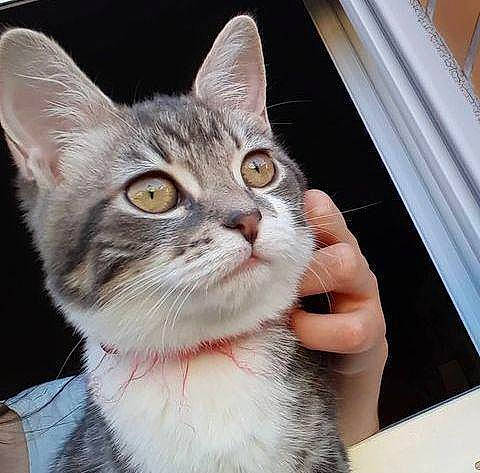 Bagheera a rejoint le concours — aidez-le/la à gagner de superbes lots ! carnivore, cat, claw, collar, domestic_short_haired_cat, door, ear, fawn, felidae, fur, gesture, nail, paw, small_to_medium_sized_cats, snout, whiskers, window