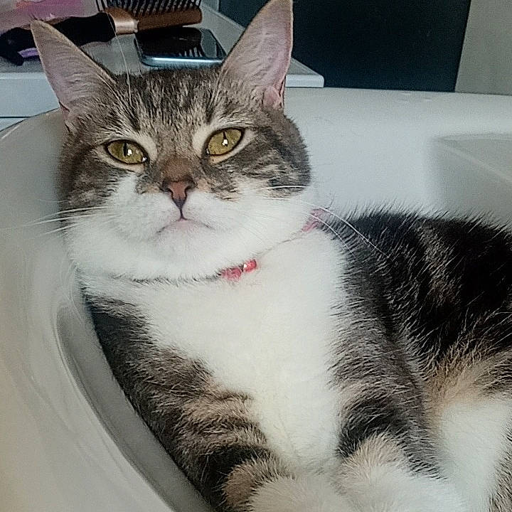 Bagheera participe au concours pour gagner de l'argent avec cette photo : art, box, carnivore, cat, cat_supply, collar, domestic_short_haired_cat, door, felidae, fur, illustration, paint, paw, pet_supply, photo_caption, small_to_medium_sized_cats, snout, tail, whiskers, window