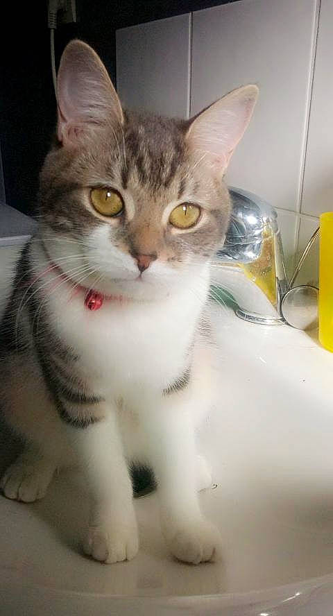 Bagheera participe au concours pour gagner de l'argent avec cette photo : carnivore, cat, collar, domestic_short_haired_cat, door, fawn, felidae, fur, iris, paw, pet_supply, small_to_medium_sized_cats, snout, tail, terrestrial_animal, whiskers