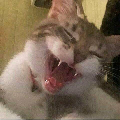 Bagheera participe au concours pour gagner de l'argent avec cette photo : canidae, carnivore, cat, claw, comfort, companion_dog, dog_breed, domestic_short_haired_cat, ear, fang, felidae, fur, nap, paw, photo_caption, small_to_medium_sized_cats, snout, tail, whiskers, yawn