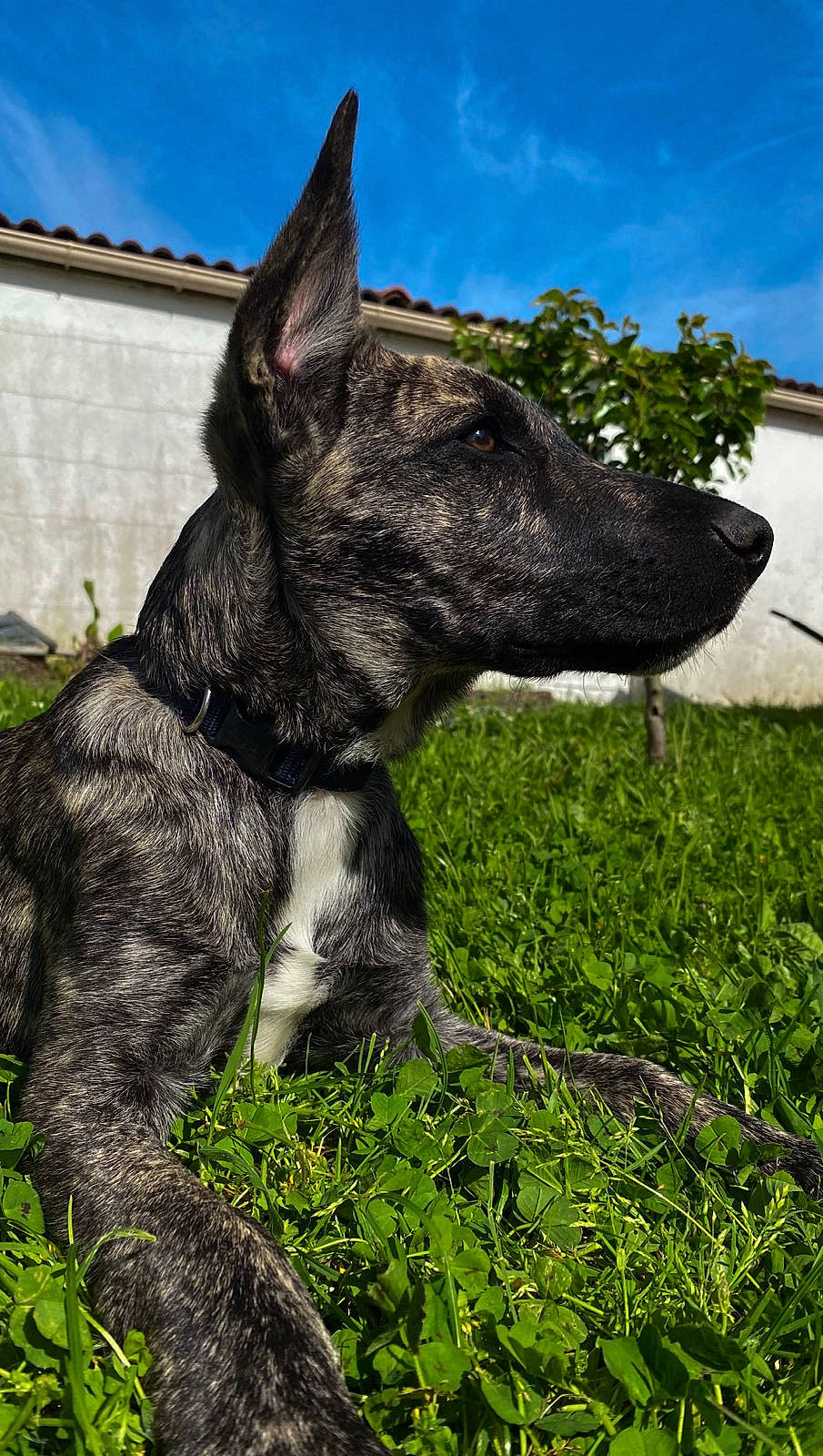 Floky a rejoint le concours — aidez-le/la à gagner de superbes lots ! canidae, carnivore, cloud, collar, companion_dog, dog, dog_breed, dog_collar, grass, grassland, groundcover, plant, sky, snout, sporting_group, tail, terrestrial_animal, whiskers, working_animal, working_dog