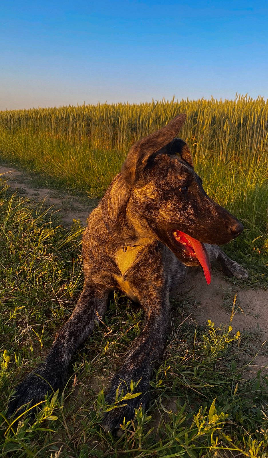 Floky a rejoint le concours — aidez-le/la à gagner de superbes lots ! carnivore, dog, dog_breed, fang, field, grass, grassland, landscape, natural_landscape, pasture, people_in_nature, plain, plant, prairie, sky, soil, sporting_group, steppe, terrestrial_animal, working_animal