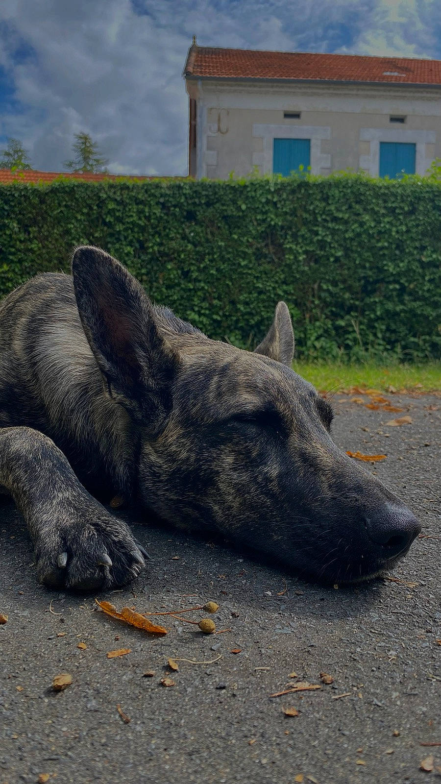 Floky participe au concours pour gagner de l'argent avec cette photo : canidae, carnivore, cloud, dog, dog_breed, fawn, grass, landscape, plant, road_surface, rock, sculpture, sky, snout, sporting_group, suidae, terrestrial_animal, wildlife, window, working_animal