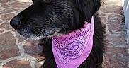 Jango participe au concours pour gagner de l'argent avec cette photo : animal, background_wall, black_dog, calm, canine, closeup, dog, domestic_animal, fur, looking_away, outdoor, pet, pink_bandana, pink_cap, portrait, shadow, side_view, stone_floor, sunlight, texture