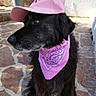 Jango participe au concours pour gagner de l'argent avec cette photo : dog, black_dog, pink_cap, pink_bandana, pet, outdoor, stone_floor, side_view, looking_away, fur, canine, animal, portrait, sunlight, shadow, calm, domestic_animal, closeup, texture, background_wall