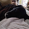 Jango a rejoint le concours — aidez-le/la à gagner de superbes lots ! dog, black_dog, sleeping, blanket, indoor, cozy, pet, resting, fur, nose, closeup, home, furniture, cushion, soft, relaxing, domestic, comfort, quiet, nap