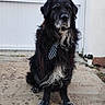 dog, black_dog, tie, pet, animal, outdoor, sitting, fur, paw, concrete, fence, white_fence, wall, portrait, mammal, cute, domestic_animal, companion, tie_wearing, calm