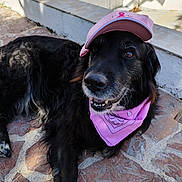 Jango a rejoint le concours — aidez-le/la à gagner de superbes lots ! dog, black_dog, cap, pink_cap, bandana, pink_bandana, outdoor, stone_patio, pet, animal, portrait, laying_down, sunlight, canine, fur, muzzle, ears, happy, closeup, cute