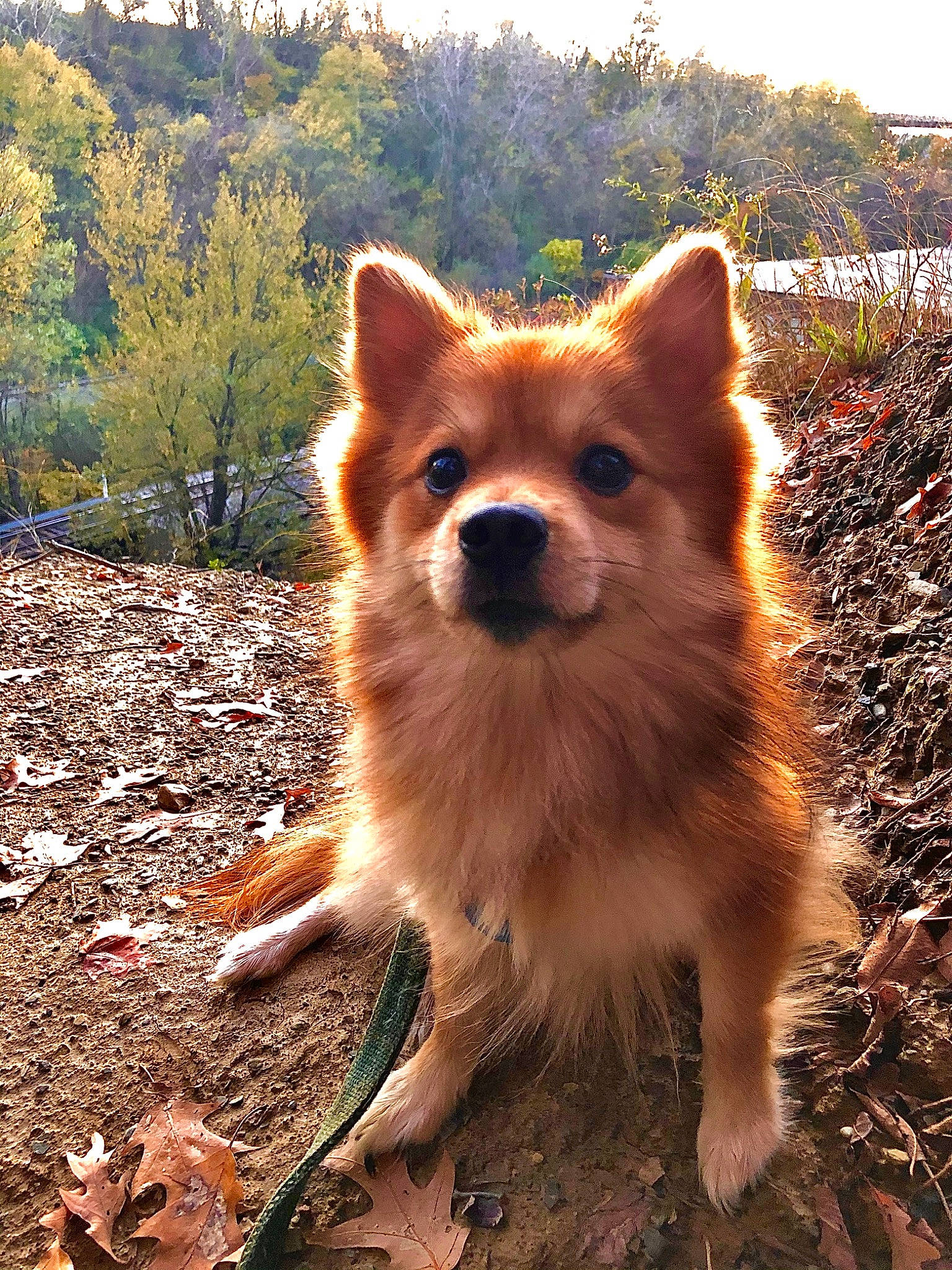 Taser is registered to the contest to win money with this photo: canidae, carnivore, companion_dog, dog, dog_breed, fawn, finnish_spitz, german_spitz, german_spitz_klein, german_spitz_mittel, icelandic_sheepdog, mammal, non_sporting_group, pomeranian, snout, spitz, vertebrate, volpino_italiano, whiskers, wildlife