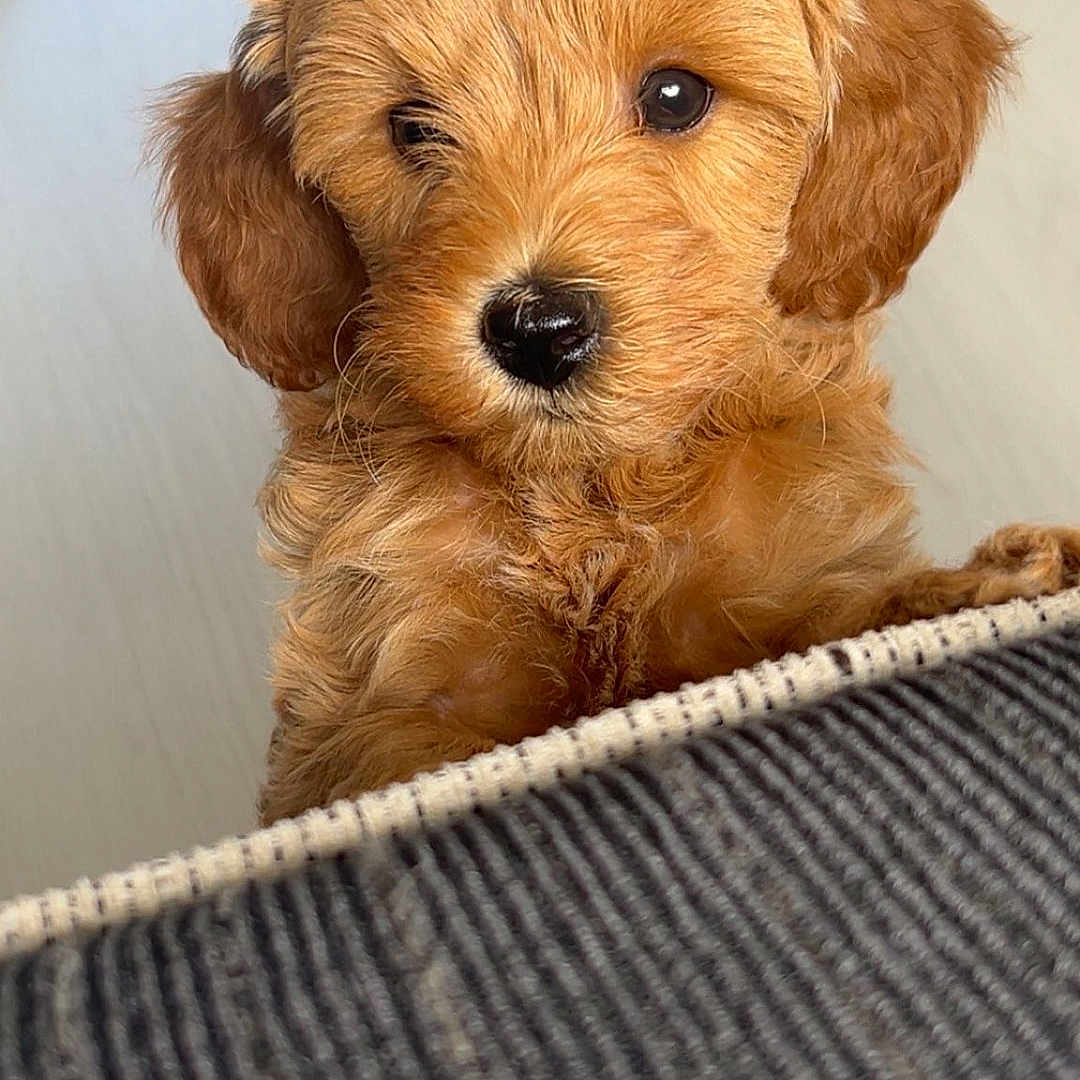 Porscha