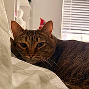 Maple is registered to the contest to win money with this photo: animal, bed, blanket, blinds, cat, closeup, cozy, ears, face, feline, fur, indoor, pet, relaxed, resting, sleepy, soft_light, tabby, whiskers, window