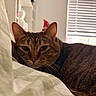 animal, bed, blanket, blinds, cat, closeup, cozy, ears, face, feline, fur, indoor, pet, relaxed, resting, sleepy, soft_light, tabby, whiskers, window