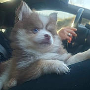 Gumball a rejoint le concours — aidez-le/la à gagner de superbes lots ! blue_eye, car_interior, companion, cute, dog, fluffy, furry, indoors, lap, one_eye_closed, person_hand, pet, puppy, relaxed, seat, soft_light, steering_wheel, transportation, window, young_dog