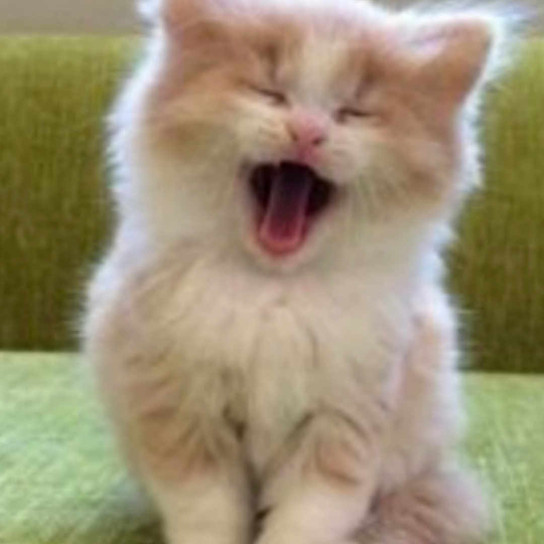 Gumball participe au concours pour gagner de l'argent avec cette photo : adorable, animal, cat, cute, domestic_animal, feline, fluffy, fur, green_background, indoor, kitten, mammal, pet, pink_nose, relaxed, sitting, small, whiskers, yawning, young