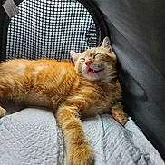 Sunny participe au concours pour gagner de l'argent avec cette photo : cat, kitten, orange_tabby, sleeping, resting, pet, feline, indoor, cozy, mesh_window, soft_texture, white_blanket, cute, animal, young, paw, fur, relaxed, mouth_open, daylight