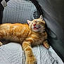cat, kitten, orange_tabby, sleeping, resting, pet, feline, indoor, cozy, mesh_window, soft_texture, white_blanket, cute, animal, young, paw, fur, relaxed, mouth_open, daylight