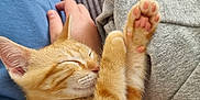 Sunny a rejoint le concours — aidez-le/la à gagner de superbes lots ! kitten, cat, sleeping, paw, orange_tabby, pet, person, hand, lap, blue_pants, blanket, cozy, indoor, relaxation, cute, feline, pink_pads, resting, domestic_animal, comfort