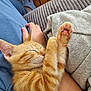 kitten, cat, sleeping, paw, orange_tabby, pet, person, hand, lap, blue_pants, blanket, cozy, indoor, relaxation, cute, feline, pink_pads, resting, domestic_animal, comfort