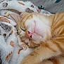 Sunny a rejoint le concours — aidez-le/la à gagner de superbes lots ! cat, orange_tabby, sleeping, cozy, blanket, soft, fur, pet, close_up, whiskers, pink_nose, relaxed, cute, animal, domestic_cat, resting, indoor, feline, comfort, nap