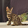 animal, bengal_kitten, cat, curious, domestic_cat, ears, feline, furry, garden, kitten, outdoor, pet, plants, portrait, sitting, striped_fur, sunlight, tail, whiskers, young_animal