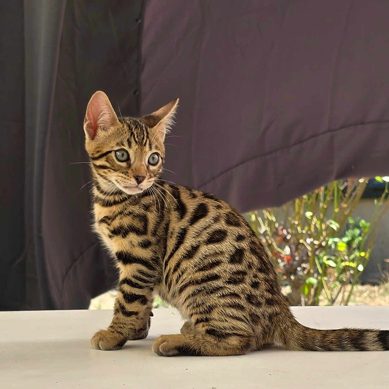 Aiko participe au concours pour gagner de l'argent avec cette photo : animal, bengal_kitten, cat, curious, domestic_cat, ears, feline, furry, garden, kitten, outdoor, pet, plants, portrait, sitting, striped_fur, sunlight, tail, whiskers, young_animal