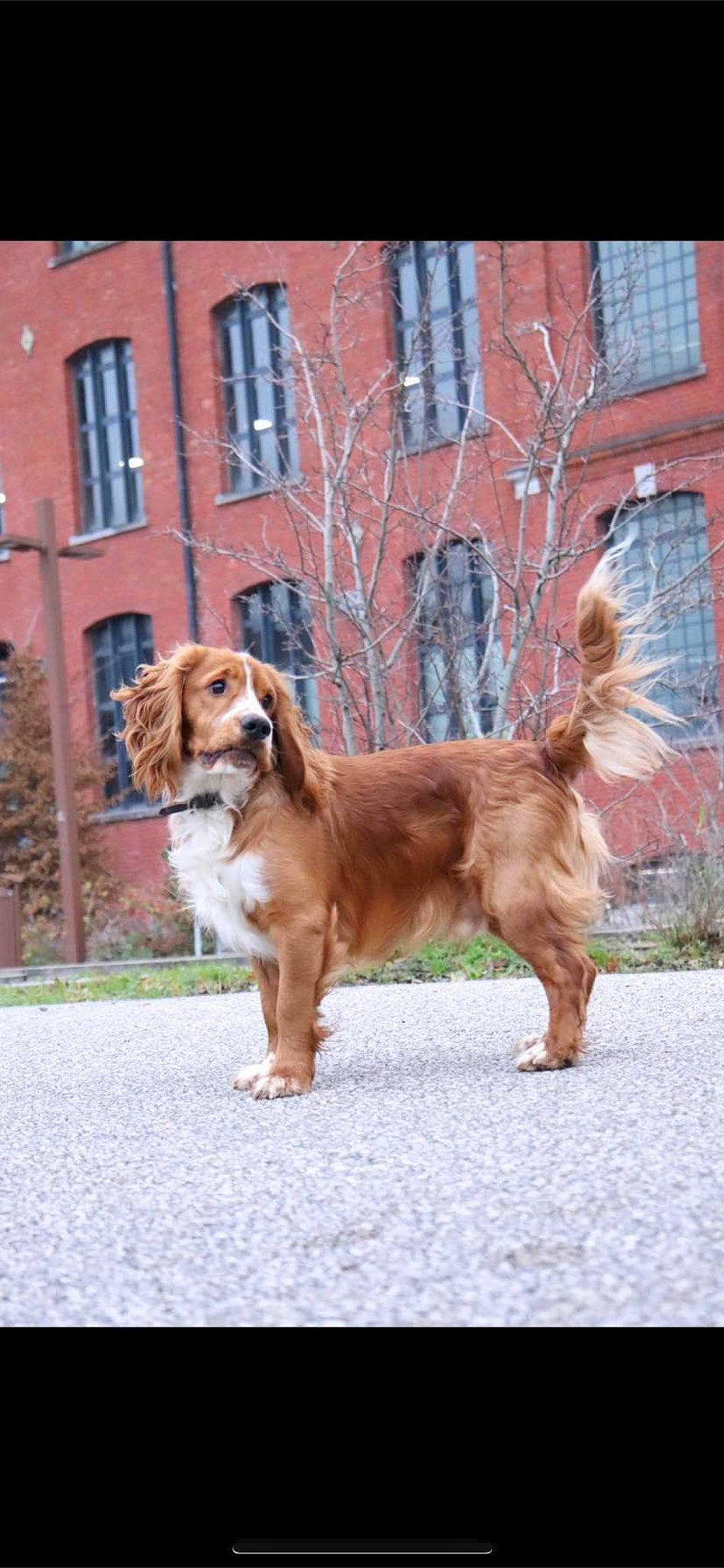 Yoda participe au concours pour gagner de l'argent avec cette photo : brick, building, canidae, carnivore, collar, companion_dog, dog, dog_breed, fawn, fur, leash, liver, plant, road, road_surface, sidewalk, snout, sporting_group, tail, window