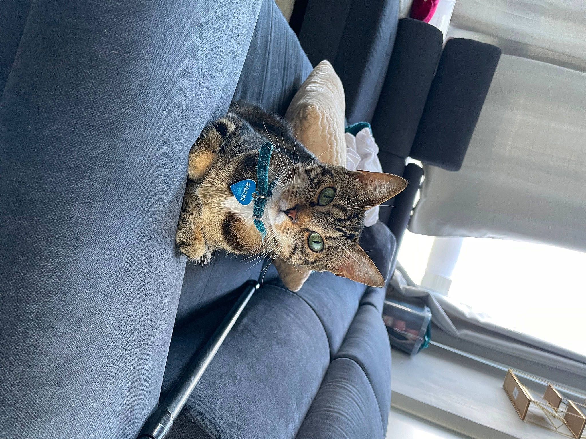 Nala participe au concours pour gagner de l'argent avec cette photo : auto_part, automotive_exterior, car_seat, carnivore, cat, comfort, domestic_short_haired_cat, electric_blue, felidae, fur, human_leg, motor_vehicle, sitting, small_to_medium_sized_cats, sporting_group, tail, vehicle, vehicle_door, whiskers, windshield