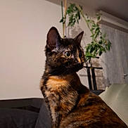 Duman a rejoint le concours — aidez-le/la à gagner de superbes lots ! cat, tortoiseshell, pet, indoor, plant, couch, furniture, curious, whiskers, ears, fur, side_view, domestic_animal, cozy, home, animal, mammal, looking_away, sitting, closeup