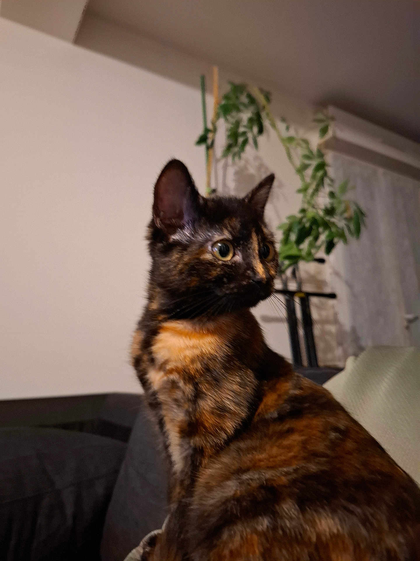 Duman a rejoint le concours — aidez-le/la à gagner de superbes lots ! cat, tortoiseshell, pet, indoor, plant, couch, furniture, curious, whiskers, ears, fur, side_view, domestic_animal, cozy, home, animal, mammal, looking_away, sitting, closeup