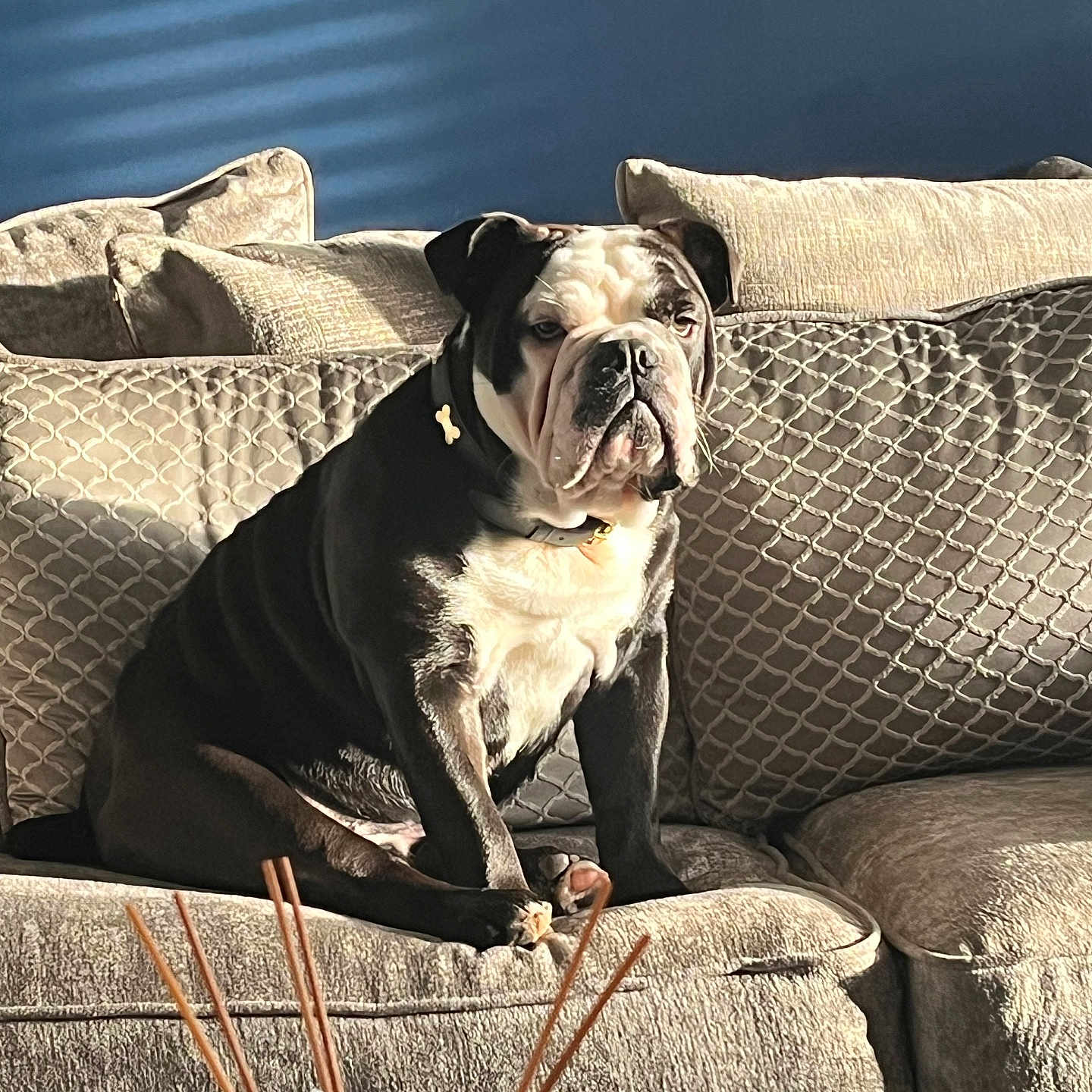 Murphy is registered to the contest to win money with this photo: animal, architecture, bostonbull, building, bulldog, canine, couch, cushion, dog, frenchbulldog, furniture, homedecor, indoors, interiordesign, livingroom, pet, pitbull, pug, puppy, room