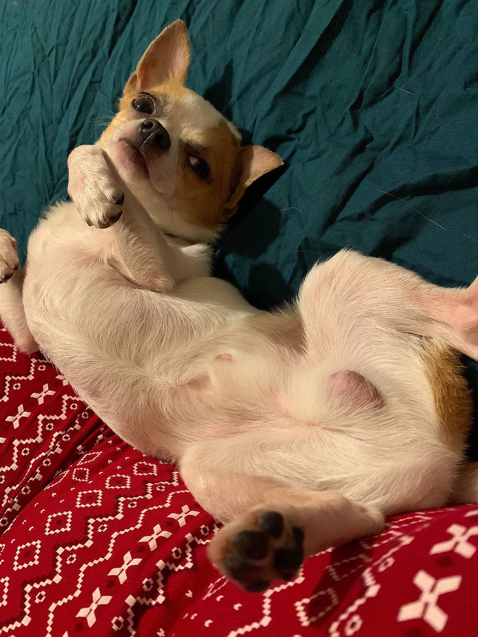 Macchiato participe au concours pour gagner de l'argent avec cette photo : canidae, carnivore, comfort, companion_dog, dog, dog_breed, dog_supply, ear, fawn, felidae, fur, linens, paw, small_to_medium_sized_cats, snout, sporting_group, tail, toy_dog, whiskers, working_animal