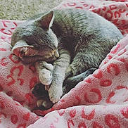 Lola joined the competition — help win amazing prizes! cat, sleeping, gray_tabby, blanket, pink, leopard_print, cozy, fur, paw, curled_up, indoor, resting, cute, animal, pet, soft, comfort, relaxation, nap, feline