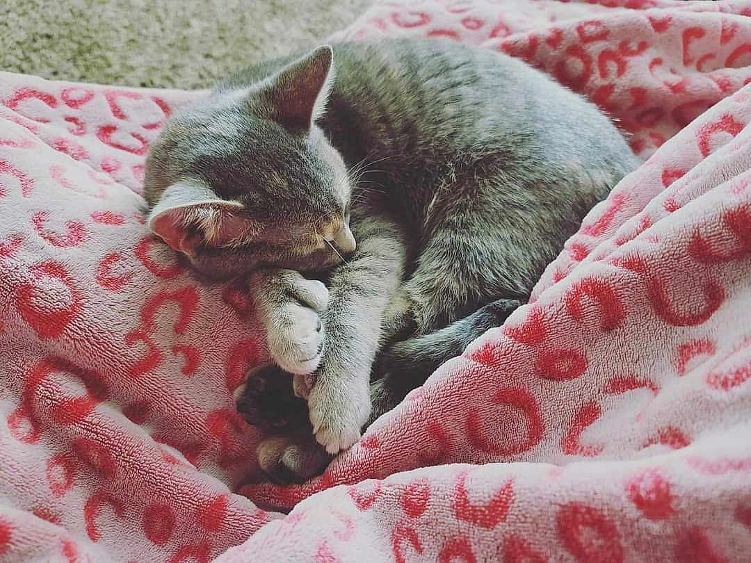Lola joined the competition — help win amazing prizes! cat, sleeping, gray_tabby, blanket, pink, leopard_print, cozy, fur, paw, curled_up, indoor, resting, cute, animal, pet, soft, comfort, relaxation, nap, feline