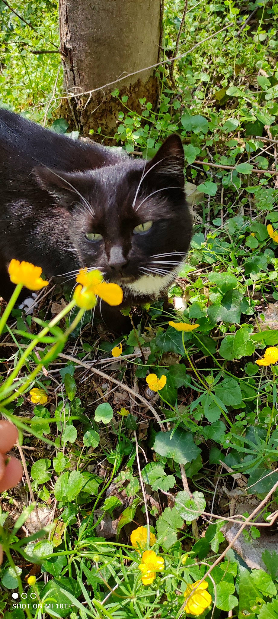 Clémentine participe au concours pour gagner de l'argent avec cette photo : annual_plant, carnivore, cat, domestic_short_haired_cat, felidae, flower, flowering_plant, fur, garden, grass, groundcover, herbaceous_plant, pansy, petal, plant, shrub, small_to_medium_sized_cats, tail, whiskers, wildflower
