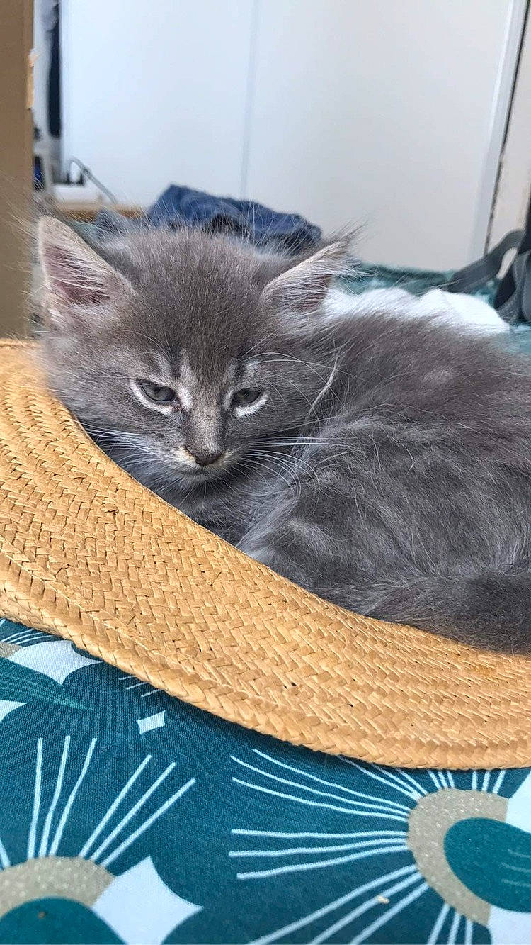 Berlioz a rejoint le concours — aidez-le/la à gagner de superbes lots ! black_cat, box, carnivore, cat, cat_supply, claw, comfort, domestic_short_haired_cat, electric_blue, felidae, fur, grey, paw, photo_caption, publication, russian_blue, small_to_medium_sized_cats, whiskers