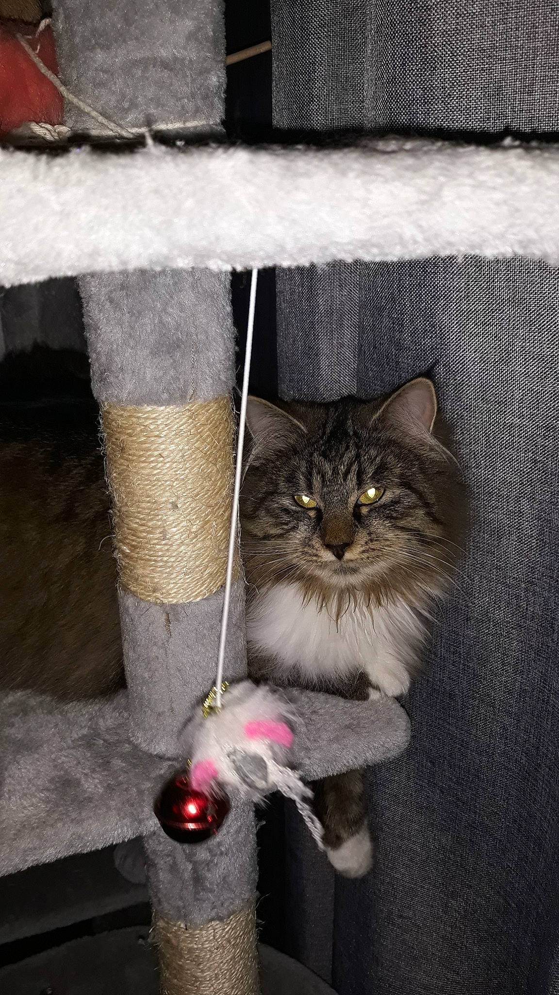 Opale participe au concours pour gagner de l'argent avec cette photo : carnivore, cat, domestic_long_haired_cat, domestic_short_haired_cat, european_shorthair, felidae, kitten, maine_coon, norwegian_forest_cat, pixie_bob, polydactyl_cat, small_to_medium_sized_cats, tabby_cat, whiskers