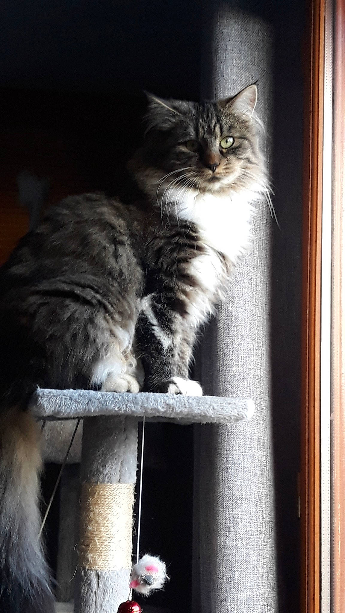 Opale participe au concours pour gagner de l'argent avec cette photo : asian, british_semi_longhair, carnivore, cat, domestic_long_haired_cat, domestic_short_haired_cat, felidae, kitten, maine_coon, mammal, norwegian_forest_cat, polydactyl_cat, siberian, small_to_medium_sized_cats, tabby_cat, whiskers, window