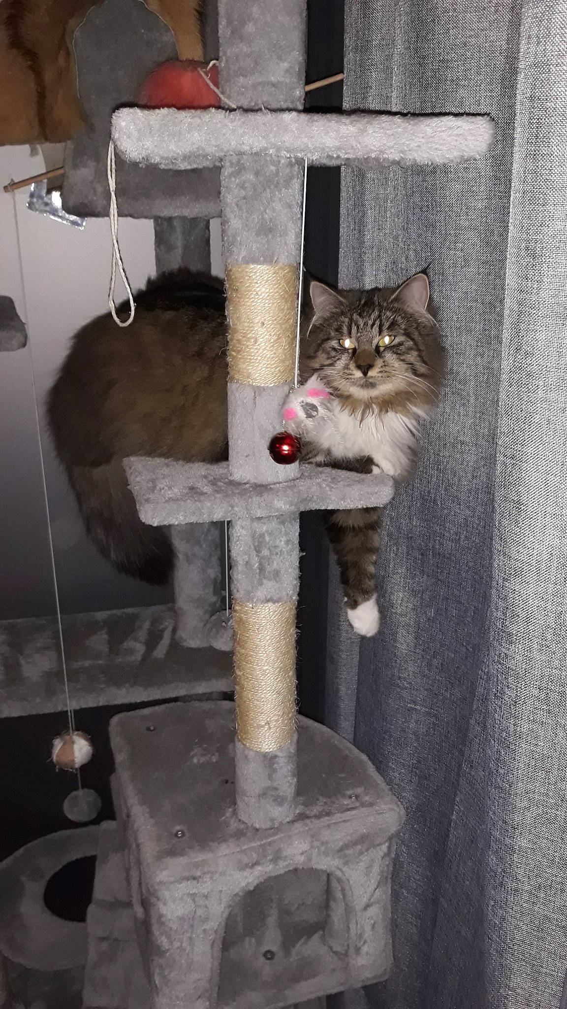 Opale a rejoint le concours — aidez-le/la à gagner de superbes lots ! carnivore, cat, cat_furniture, cat_supply, domestic_short_haired_cat, european_shorthair, felidae, kitten, norwegian_forest_cat, small_to_medium_sized_cats, whiskers