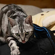Jelly is registered to the contest to win money with this photo: cat, silver_tabby, green_eyes, indoor, black_bag, cushion, furniture, pet, animal, whiskers, fur, close_up, alert, paws, tongue, domestic_cat, mammal, cute, curious, resting_place