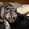 cat, silver_tabby, green_eyes, indoor, black_bag, cushion, furniture, pet, animal, whiskers, fur, close_up, alert, paws, tongue, domestic_cat, mammal, cute, curious, resting_place