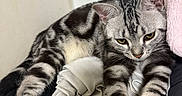 Jelly joined the competition — help win amazing prizes! cat, tabby, pet, animal, feline, stretching, relaxed, indoor, blanket, fur, whiskers, paw, cozy, resting, cute, domestic, soft, striped, pink, cushion