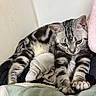 cat, tabby, pet, animal, feline, stretching, relaxed, indoor, blanket, fur, whiskers, paw, cozy, resting, cute, domestic, soft, striped, pink, cushion
