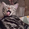 Jelly is registered to the contest to win money with this photo: cat, tongue_out, striped_fur, playful, resting, close_up, indoor, feline, cute, pet, animal, whiskers, ears, sleepy, fur_pattern, domestic_cat, candid, blurry, tongue, relaxed